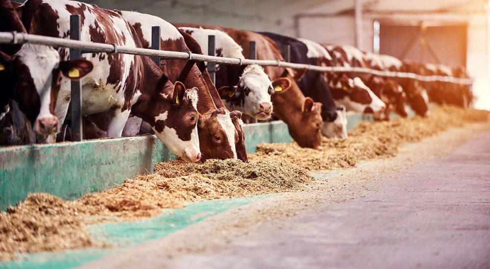 cows-in-a-farm-dairy-cows-in-a-farm-resize