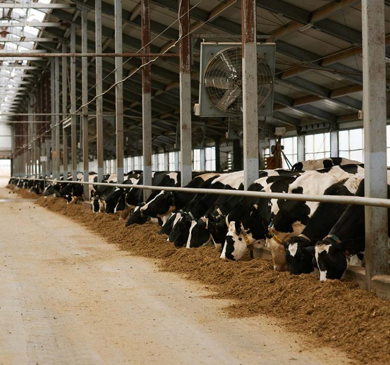 dairy-farm-with-herd-of-cows-resize
