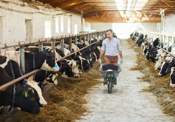 looking-after-cows-resize